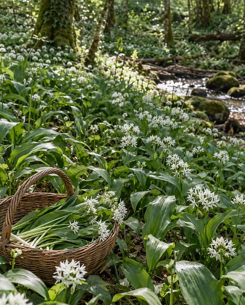 Wild garlic in white flower on a spring woodland floor, with a basket of picked stems